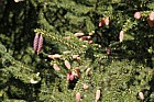 Picea orientalis Oriental spruce