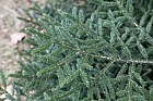 Picea orientalis