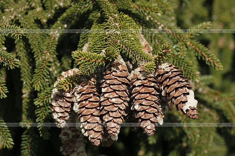 Picea orientalis 'Gowdy'