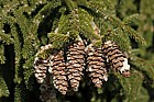 Picea orientalis 'Gowdy'