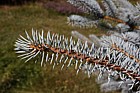 Picea pungens 'Edith' Colorado Spruce cv