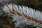 Picea pungens 'Hoopseii' Colorado Blue Spruce