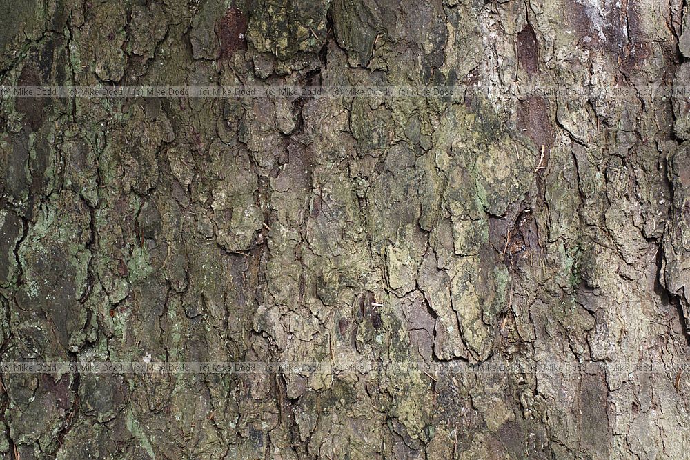 Picea sitchensis Sitka spruce