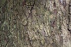 Picea sitchensis Sitka spruce
