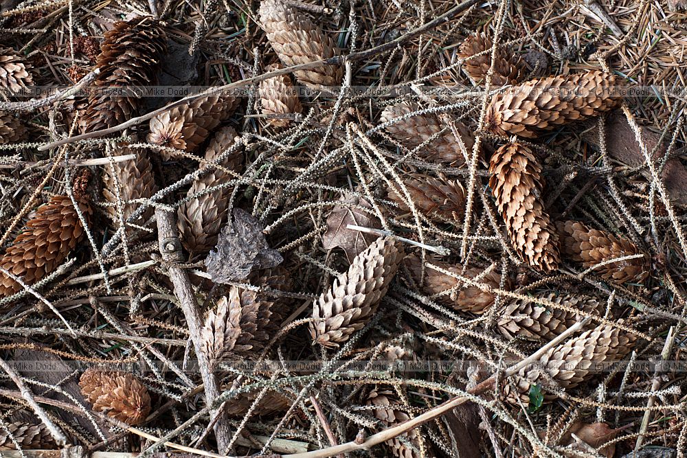 Picea sitchensis Sitka spruce