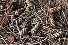 Picea sitchensis Sitka spruce