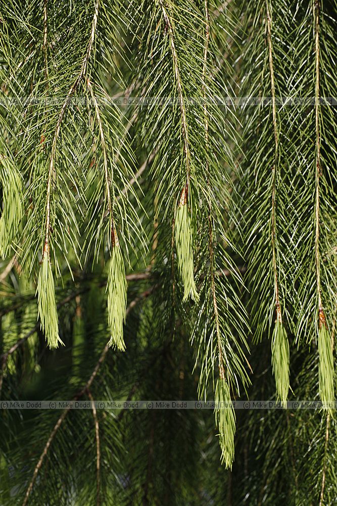 Picea smithiana Morinda Spruce
