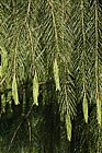 Picea smithiana Morinda Spruce