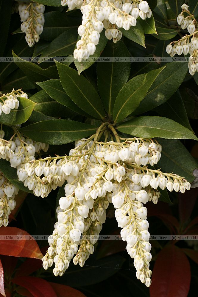 Pieris formosa forestii 'Wakehurst'