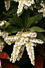 Pieris formosa forestii 'Wakehurst'