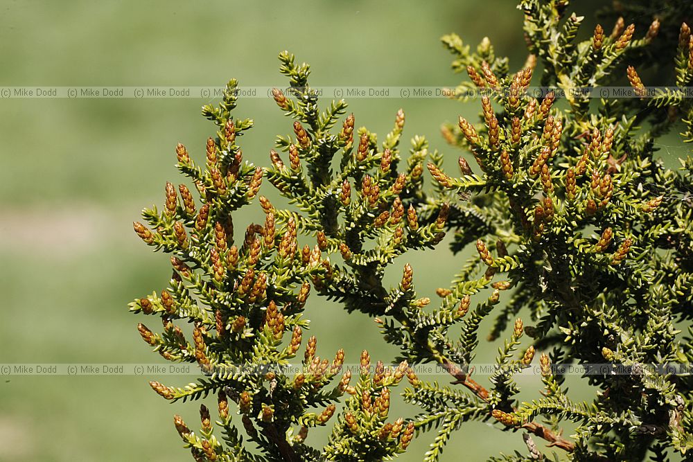 Pilerodendron uviferum