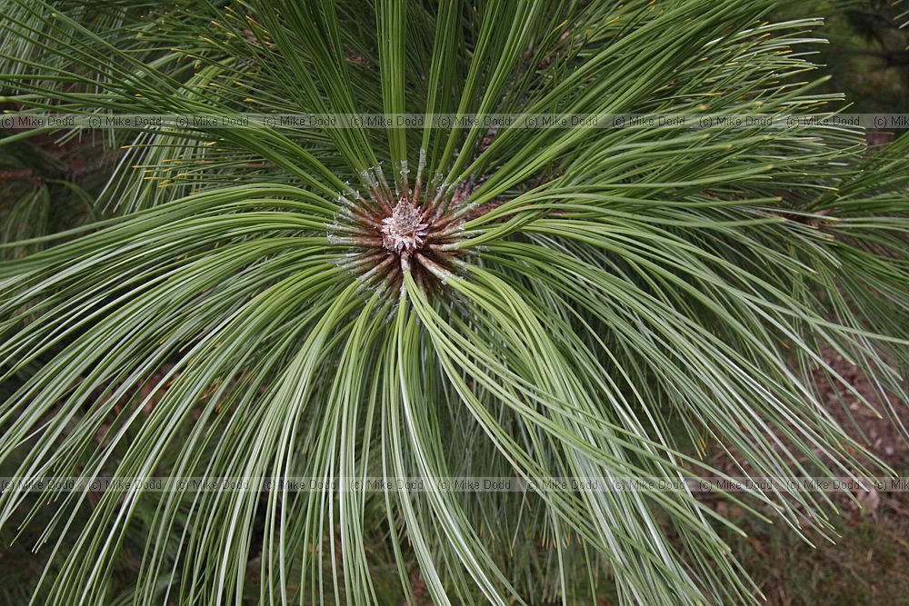 Pinus arizonica