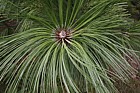 Pinus arizonica