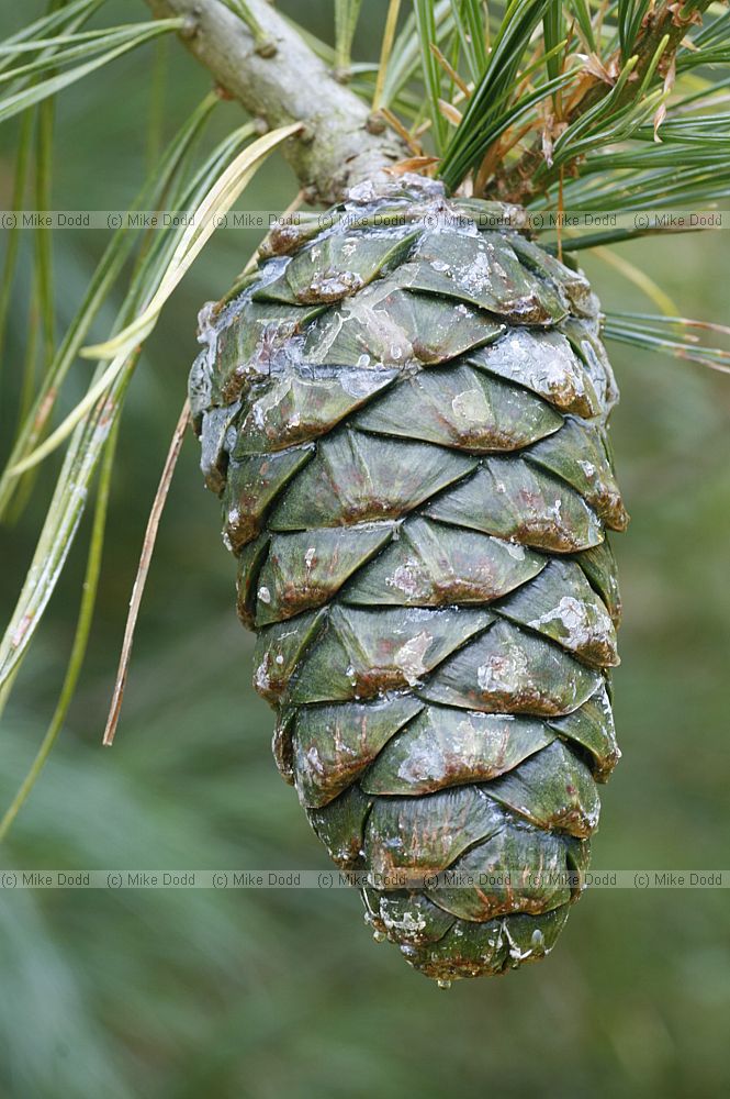 Pinus armandii
