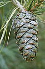 Pinus armandii