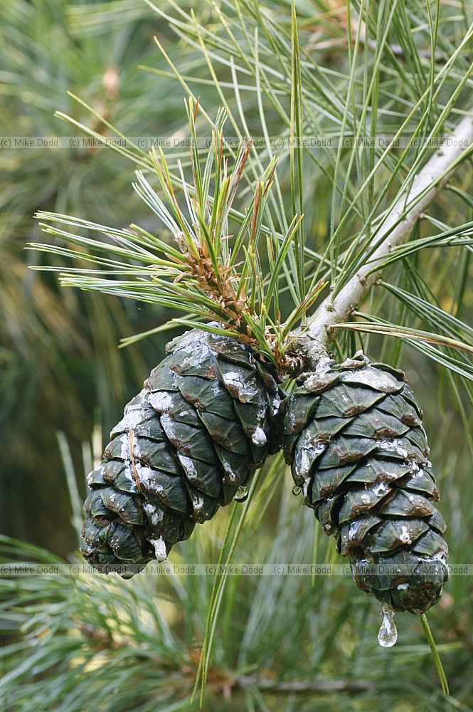 Pinus armandii