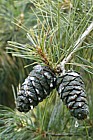 Pinus armandii