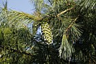Pinus ayacahuite Mexican White Pine