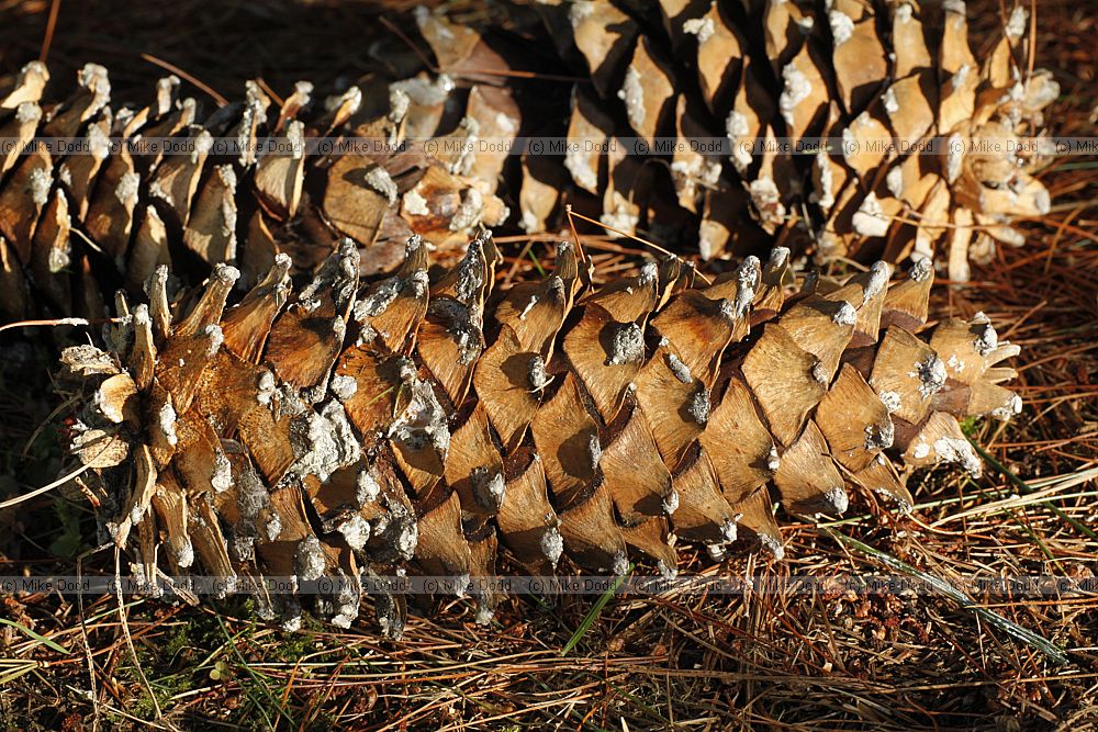 Pinus ayacahuite Mexican White Pine