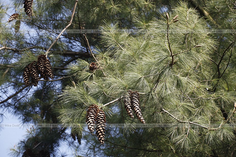 Pinus ayacahuite