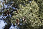 Pinus ayacahuite