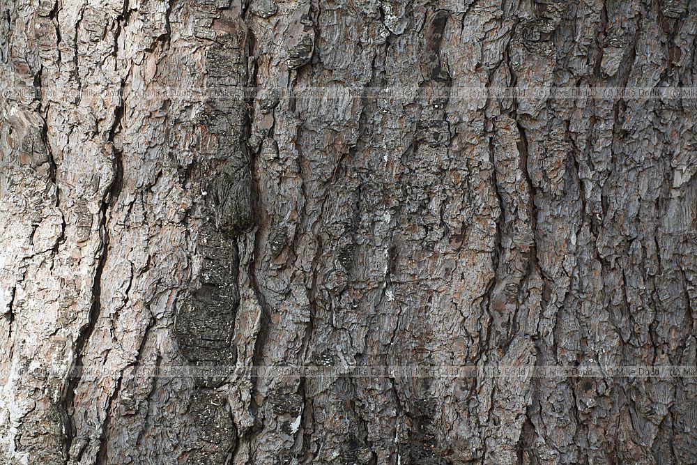 Pinus ayacahuite