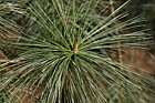 Pinus ayacahuite
