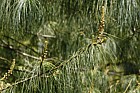 Pinus bhutanica Bhutan Pine