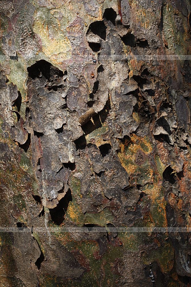 Pinus bungeana Lacebark Pine