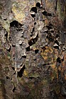 Pinus bungeana Lacebark Pine