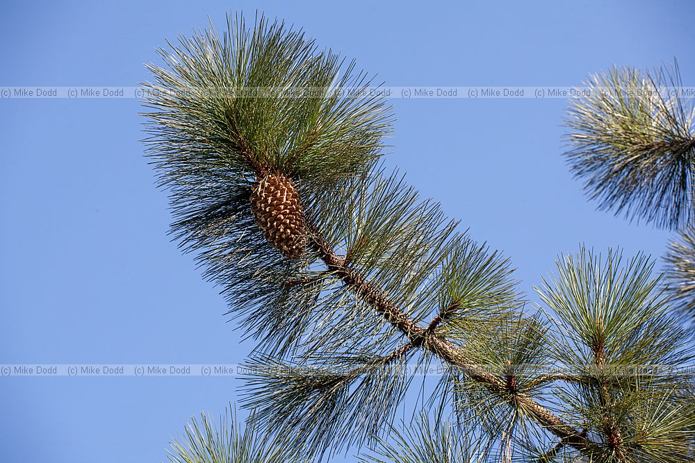Pinus coulteri