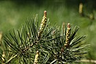 Pinus densiflora Japanese red pine