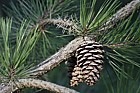 Pinus echinata Short-leaf Pine