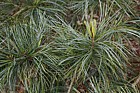 Pinus koraiensis