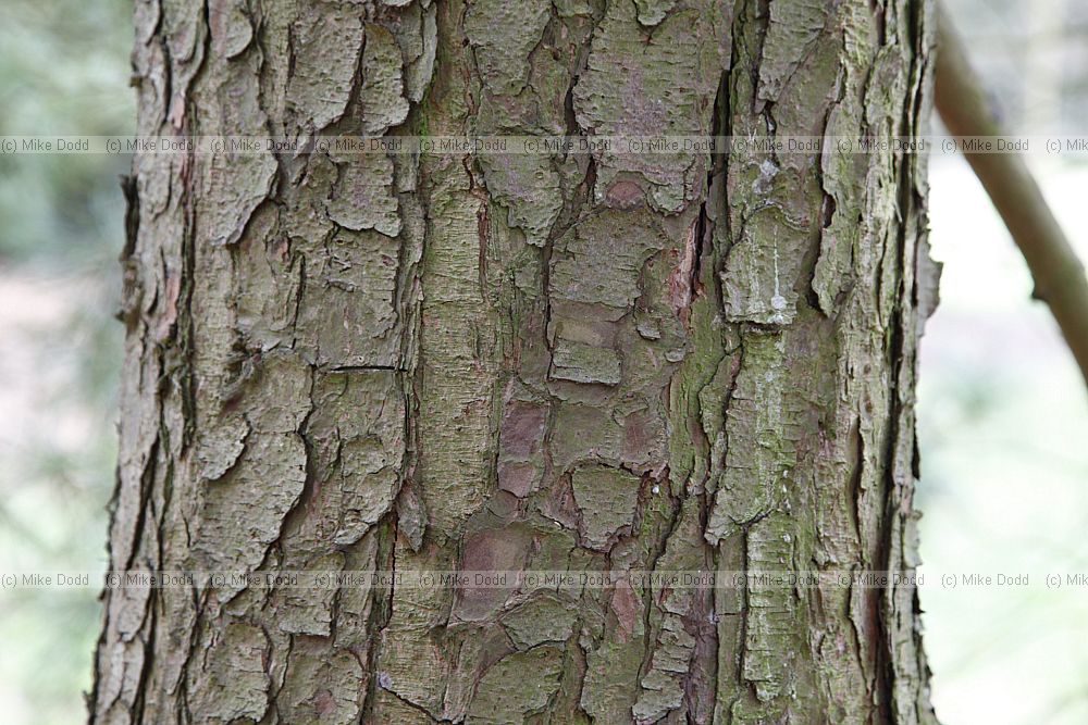 Pinus koraiensis
