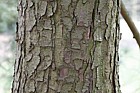 Pinus koraiensis