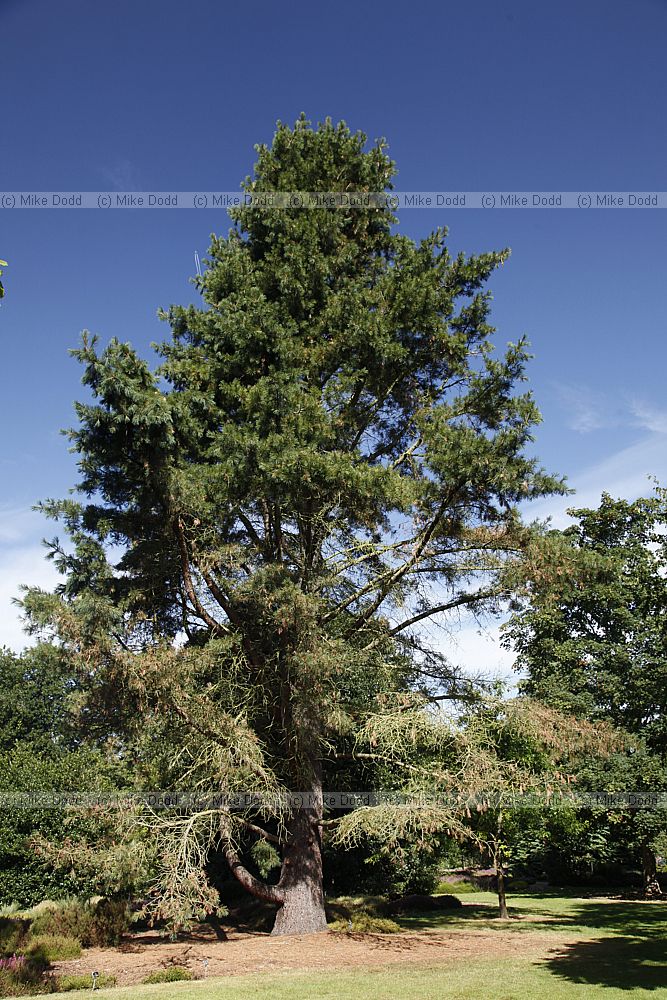 Pinus lambertiana Sugar Pine