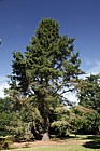 Pinus lambertiana Sugar Pine