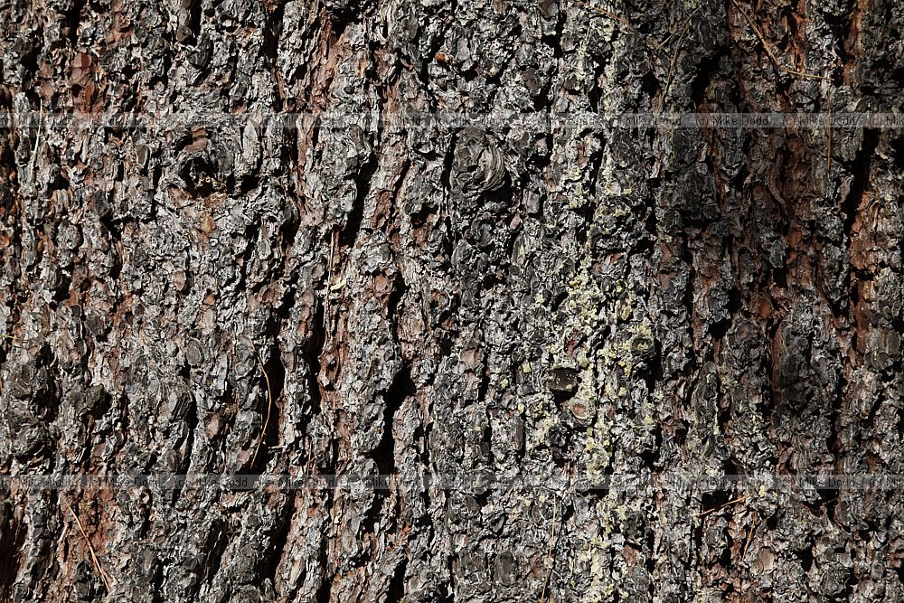 Pinus lambertiana Sugar Pine