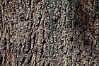 Pinus lambertiana Sugar Pine