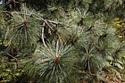 Pinus montezumae var rudis