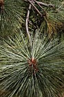 Pinus montezumae var rudis