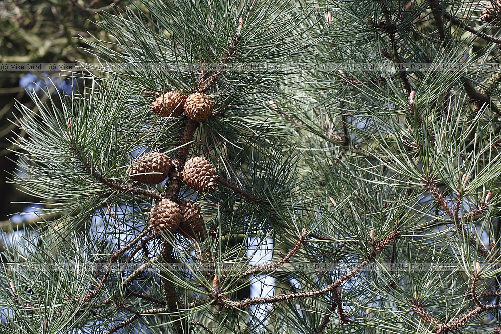 Pinus muricata Bishop Pine