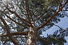 Pinus nigra