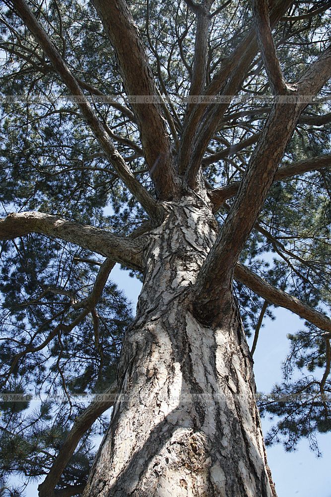 Pinus nigra