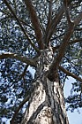 Pinus nigra