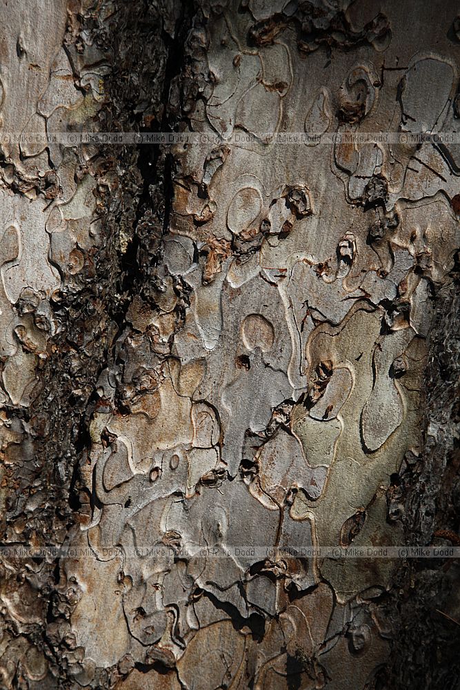Pinus nigra