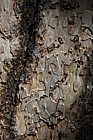 Pinus nigra