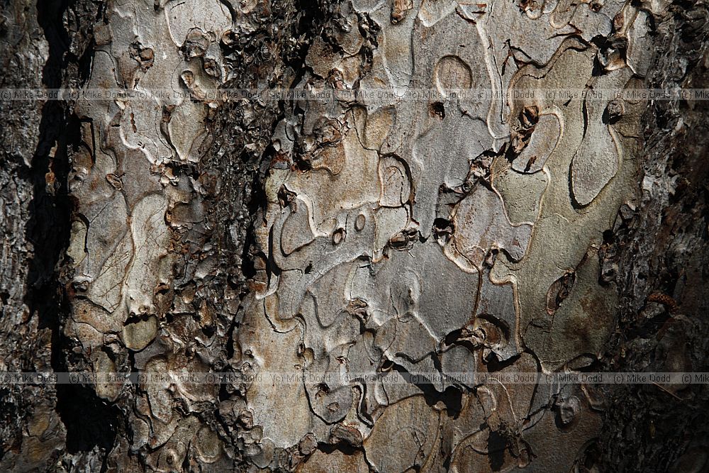Pinus nigra