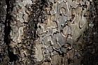 Pinus nigra